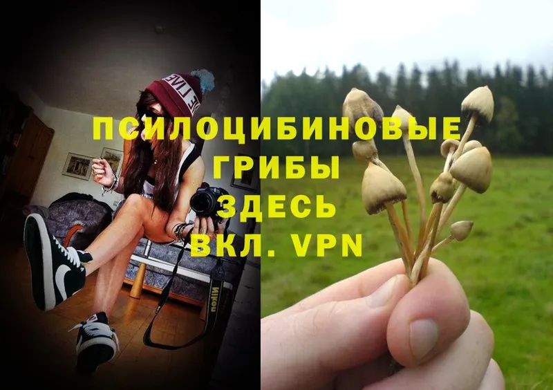 Псилоцибиновые грибы Magic Shrooms  Алексеевка 